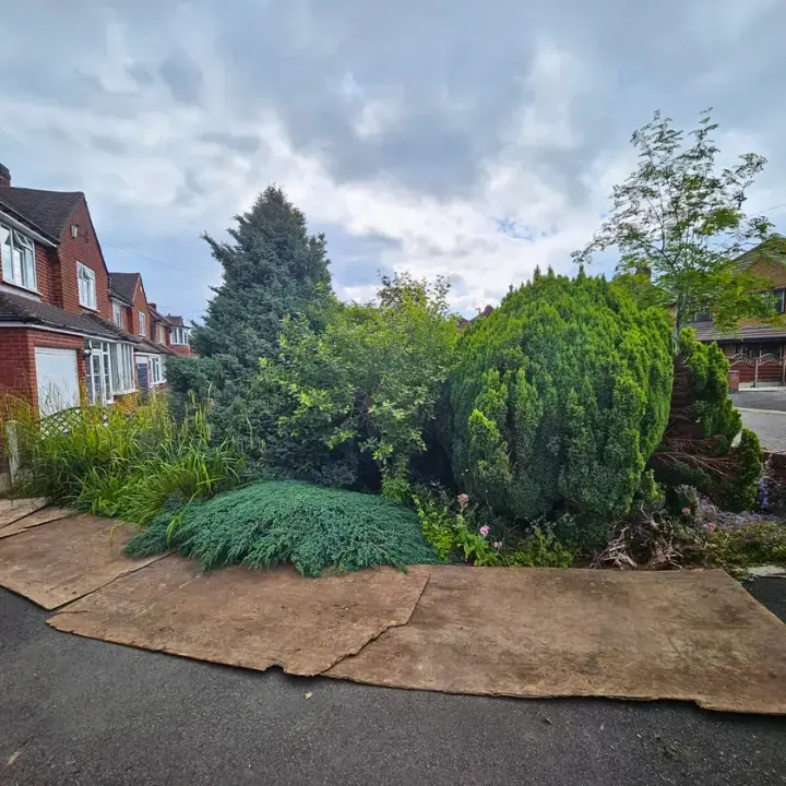 Driveway border with established conifers, plants and shrubs overgrown requiring maintenance.