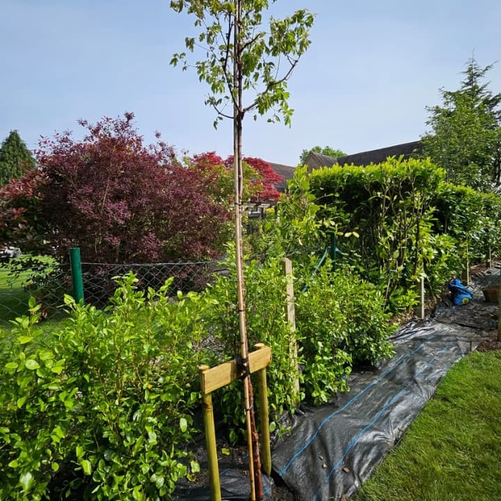 Selected trees with supporting stakes and Portugese Laurel hedging planted in garden border along boundary wire fencing.