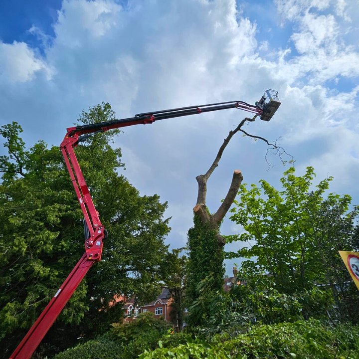 Cherry picker in operation for Ash tree removal works on Kenilworth Road, Balsall Common.
