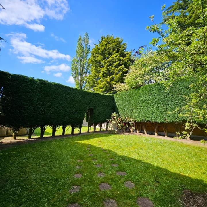 Rows of mature conifer trees requiring trimmed and maintained in private residential garden.