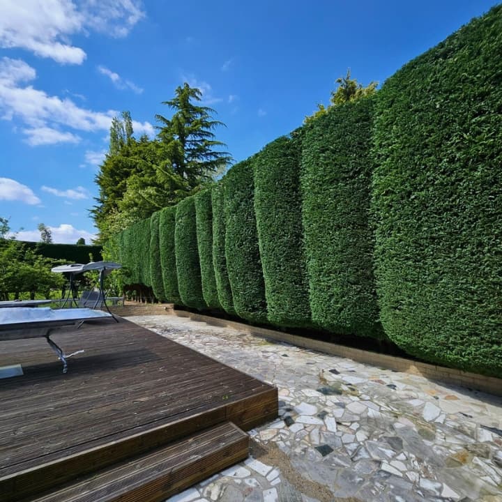 Mature conifer trees requiring trimmed and maintained along the borders of private residential garden.