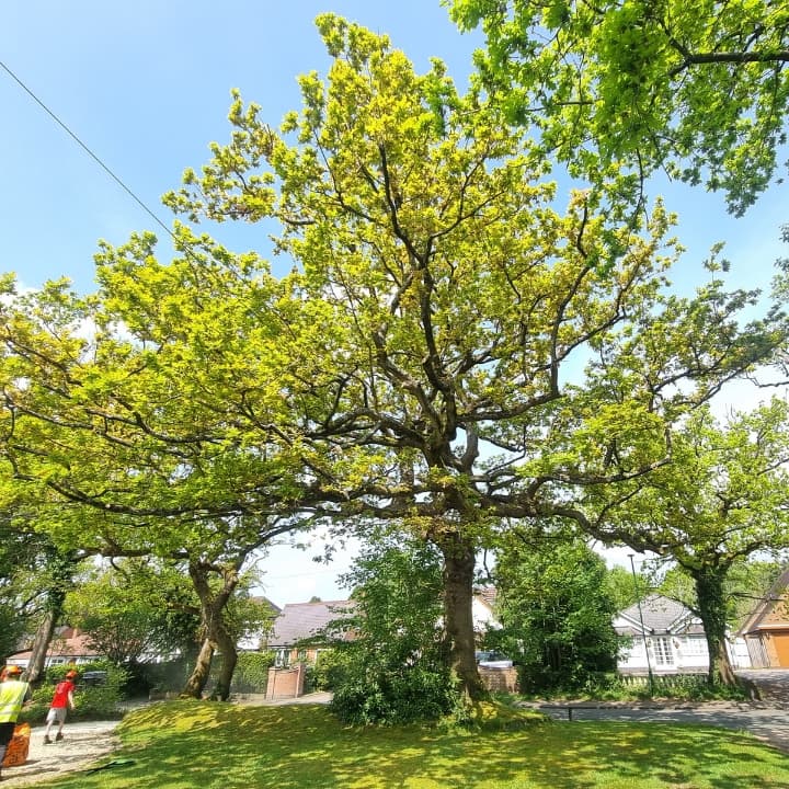 Oak tree deadwood and canopy cleaning works carried out by tree services team.