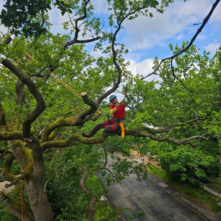 Expert tree surgeon with safety ropes and climbing harness positioned comfortably on large Oak tree branch. Expert tree surgeon pruning and removing growth in Oak tree deadwooding and reduction works.